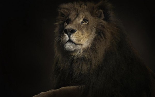 Animal - lion Wallpapers and Backgrounds