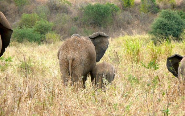Animal - elephant Wallpapers and Backgrounds