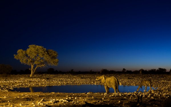 Animal - elephant Wallpapers and Backgrounds