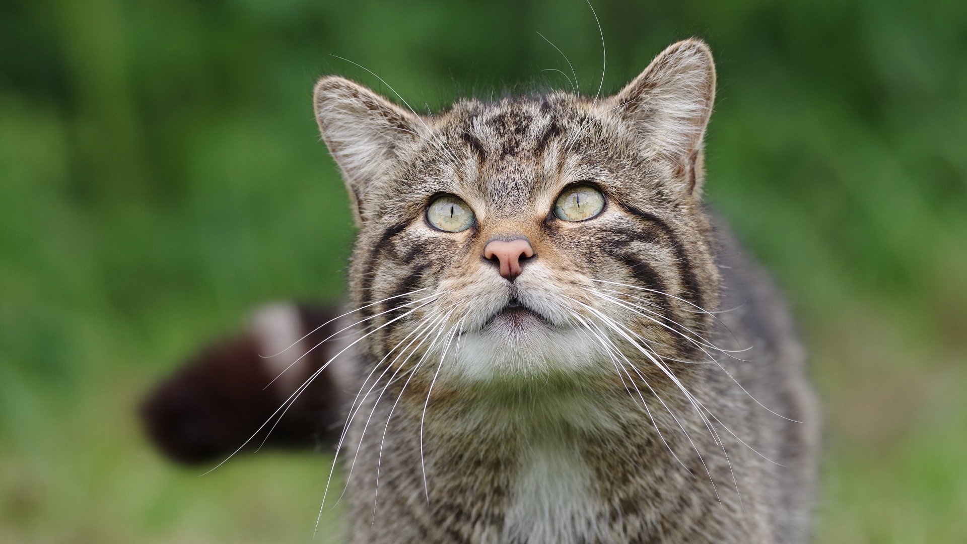 猫4k ultra 高清壁纸 桌面背景 3840x2160|高清4k壁纸免费下载