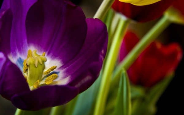Earth - flower Wallpapers and Backgrounds