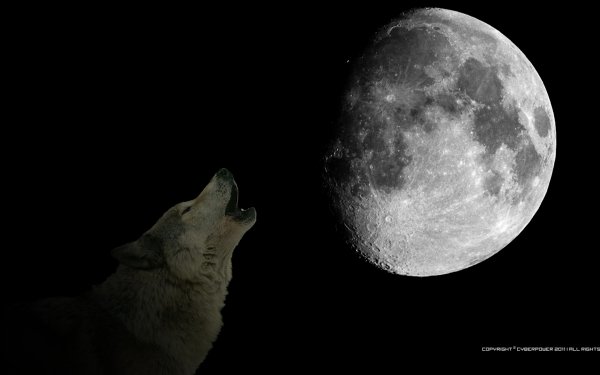 Artistic - Animal Wallpapers and Backgrounds