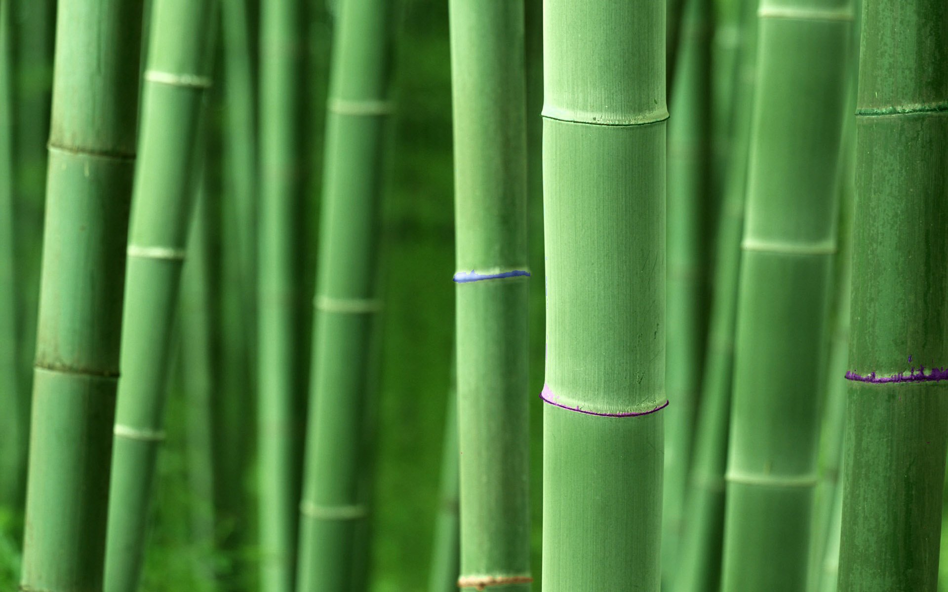 Nature Bamboo Hd Wallpaper