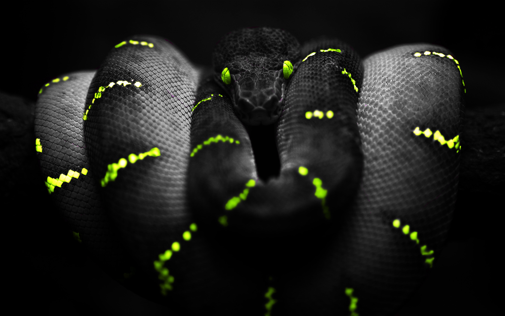275 Snake HD Wallpapers | Backgrounds - Wallpaper Abyss