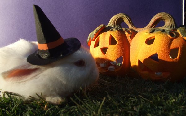 Holiday - Halloween Wallpapers and Backgrounds