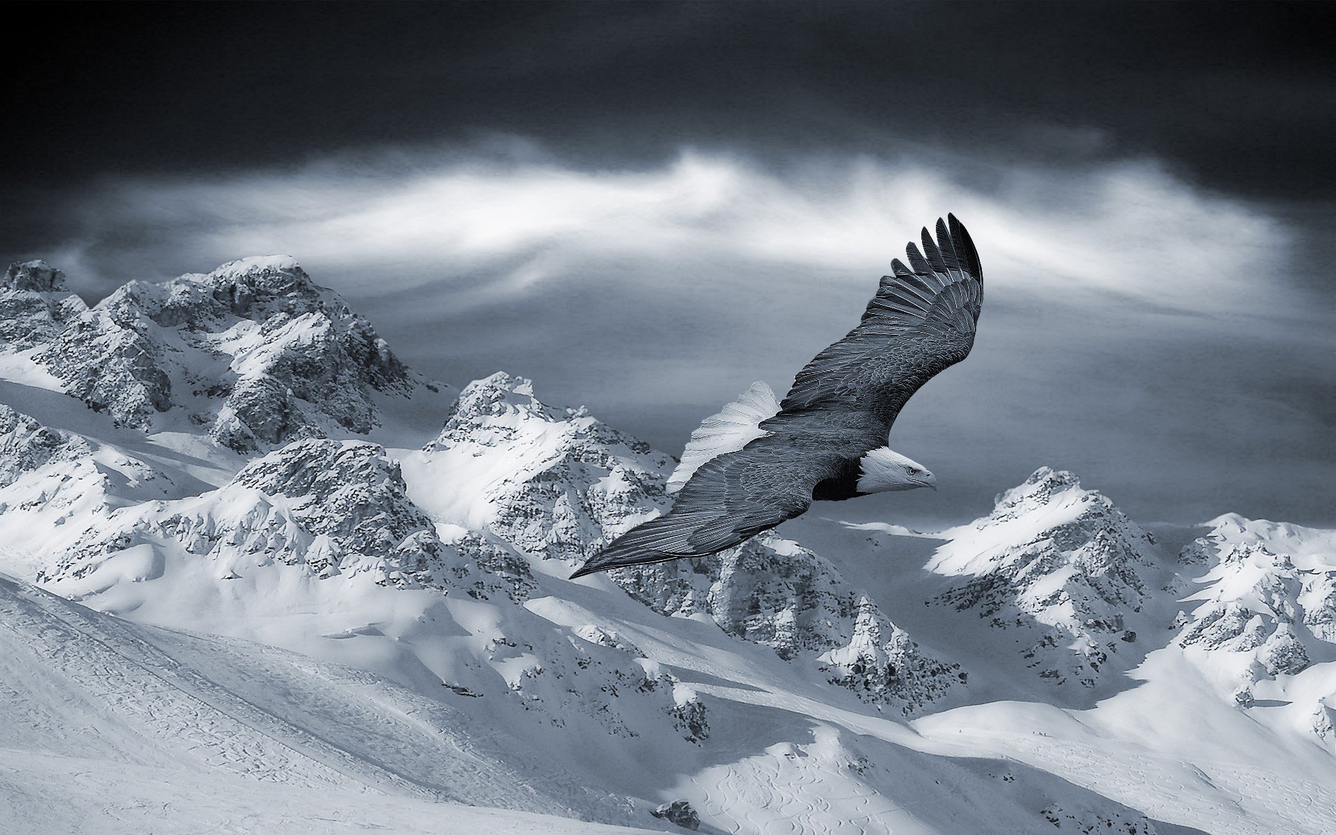 Majestic Eagle In Flight HD Wallpaper