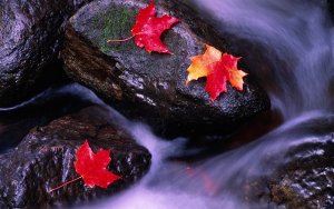 Earth - leaf Wallpaper