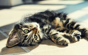 Animal - cat Wallpaper