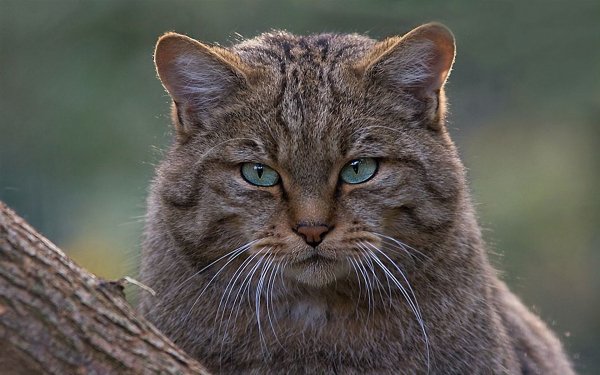 Animal - cat Wallpapers and Backgrounds