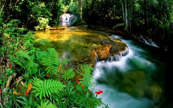 Earth - Jungle Wallpapers and Backgrounds ID : 233601