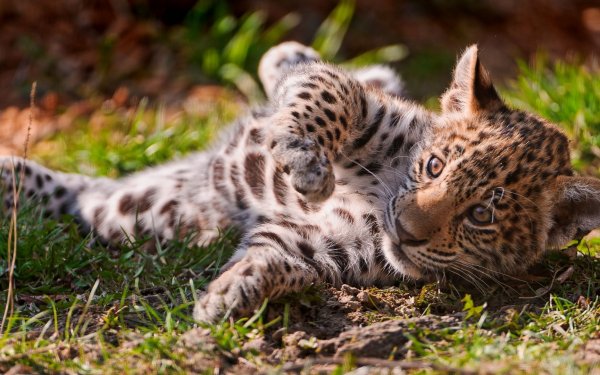 Animal - jaguar Wallpapers and Backgrounds