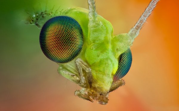 Animal - insect Wallpapers and Backgrounds