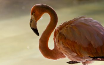 cute flamingo wallpaper hd
