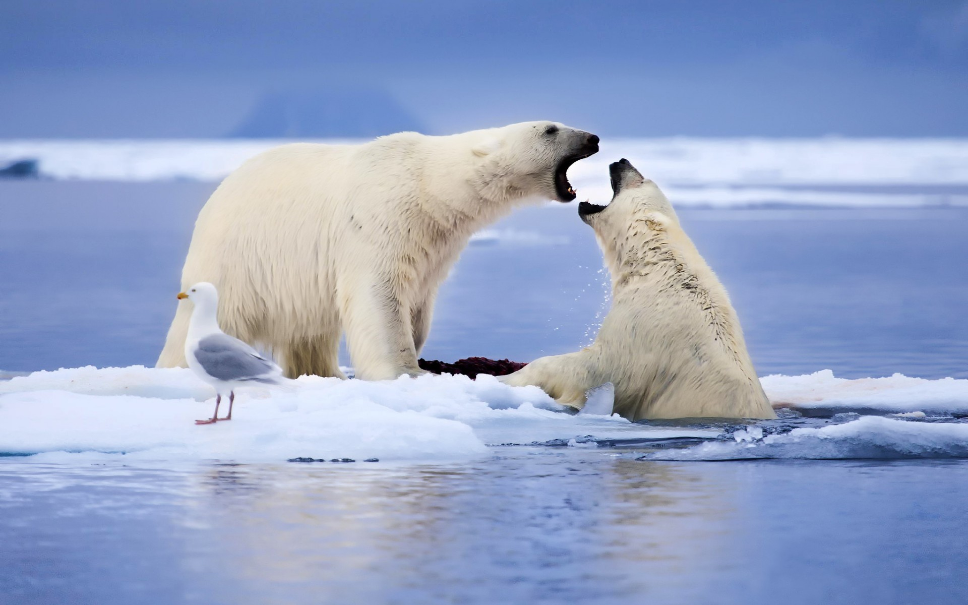 Image Result For Polar Bear Wallpapers