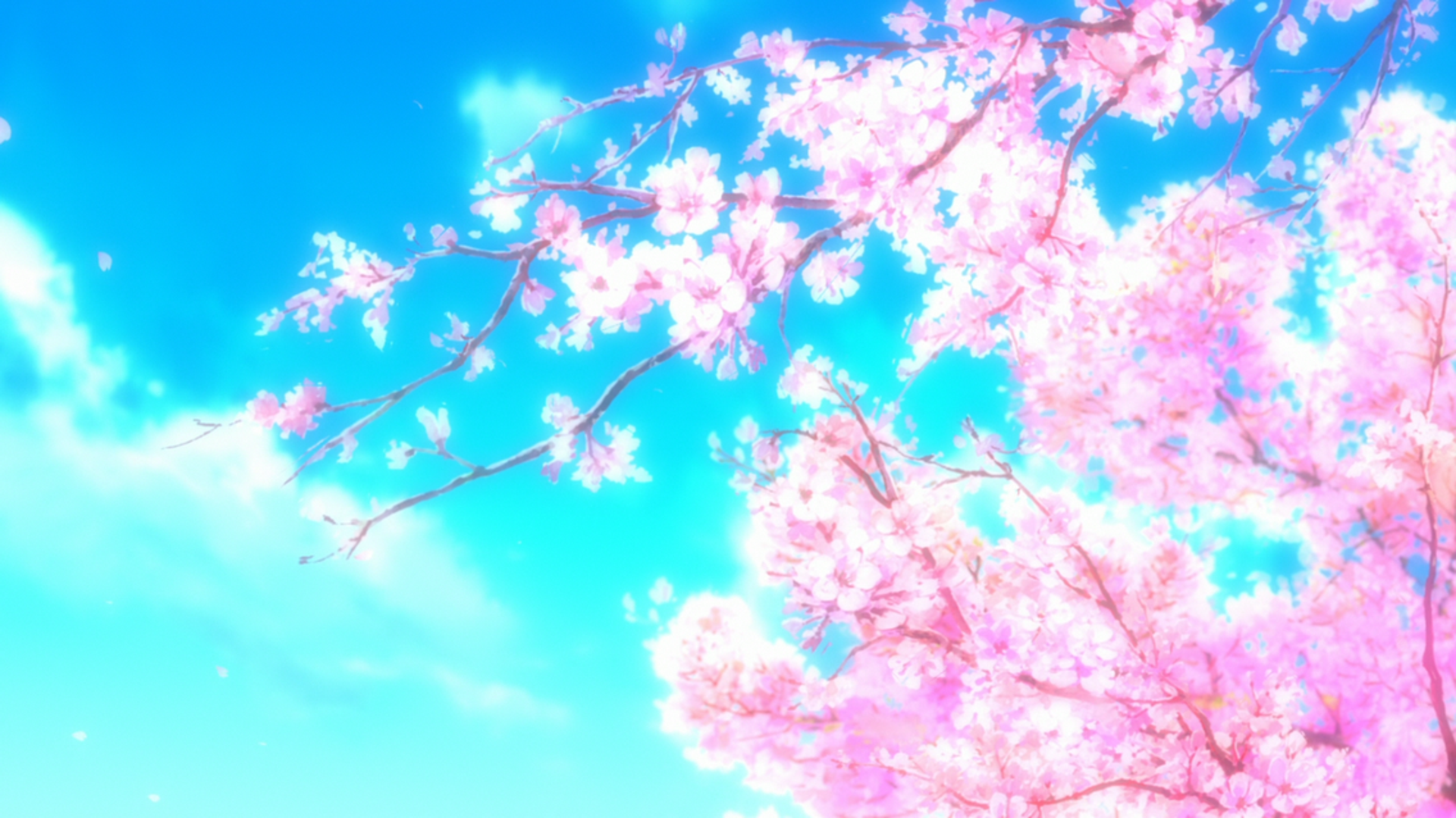 Sakura Computer Wall