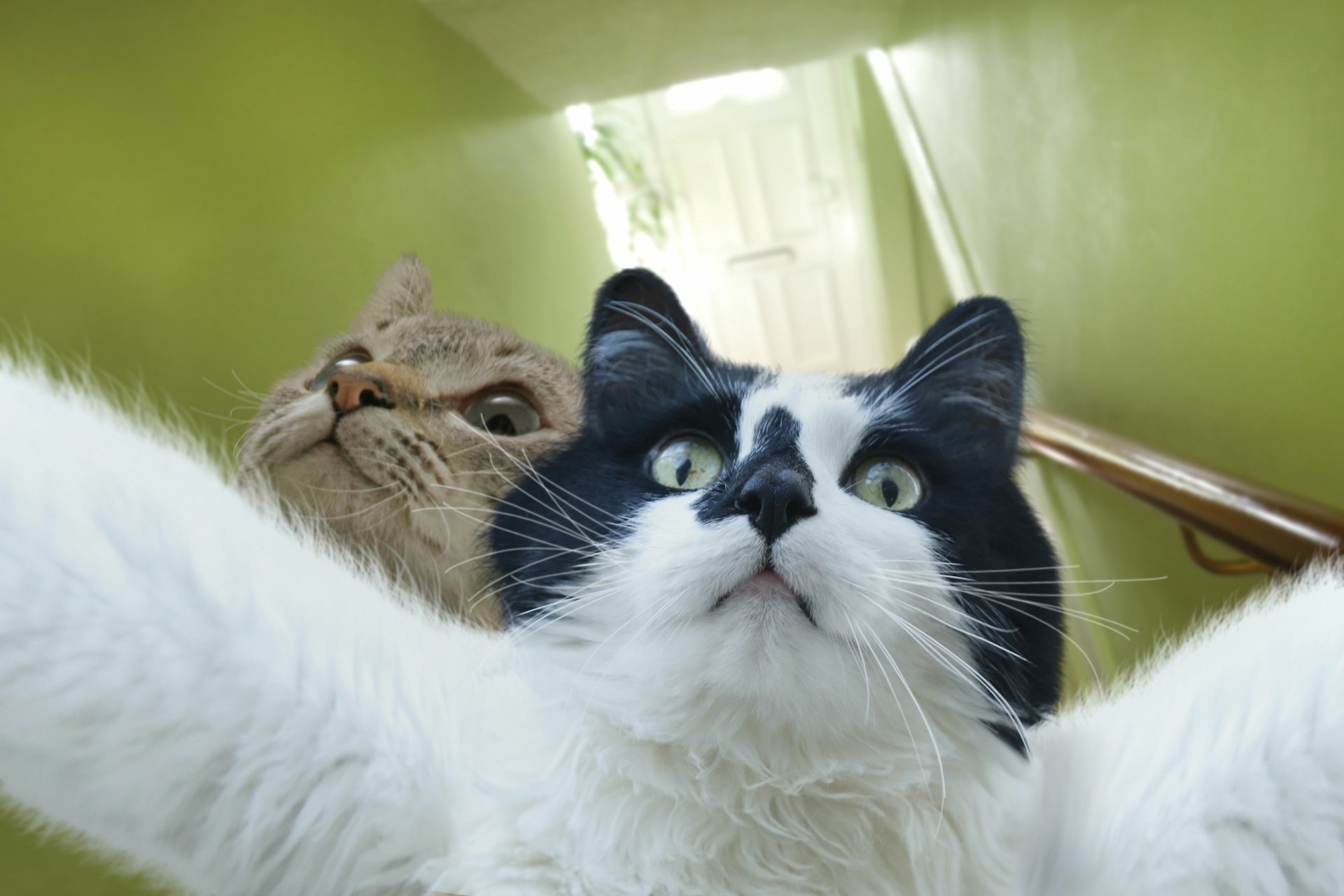 ржачные картинки кошек