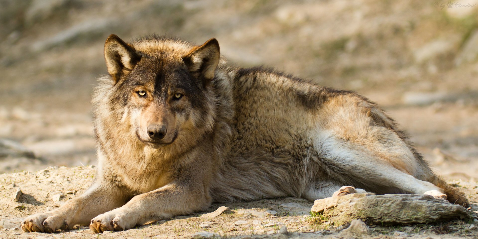 Жирный волк фото
