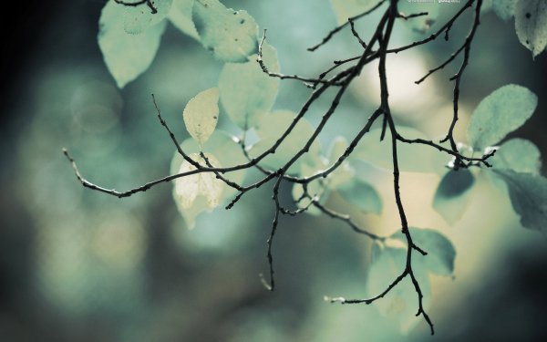 Earth - close up Wallpapers and Backgrounds