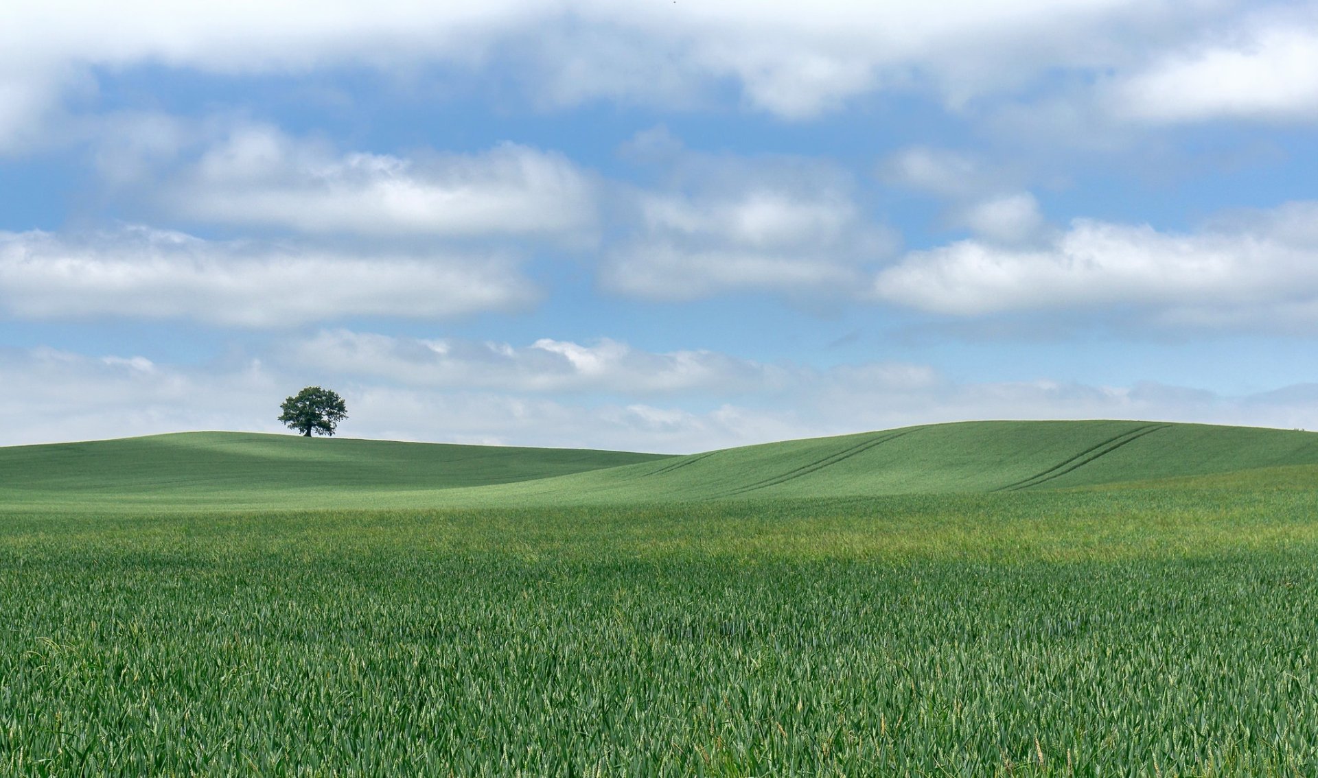 Campo Fondo De Pantalla Hd Fondo De Escritorio X Id