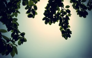 Photography - Nature Wallpaper