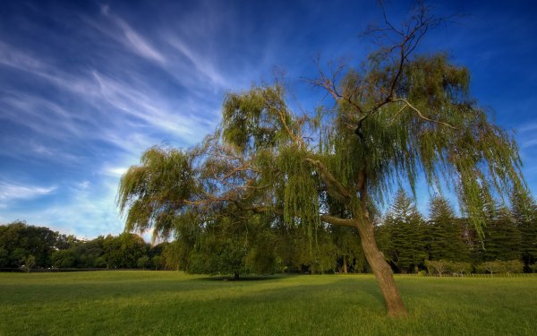 Earth - Tree Wallpaper