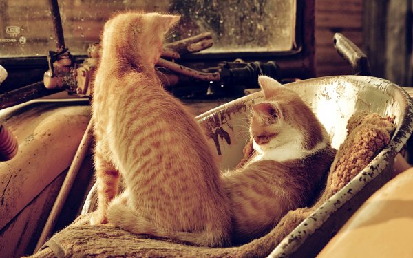 Animal - Cats Wallpaper