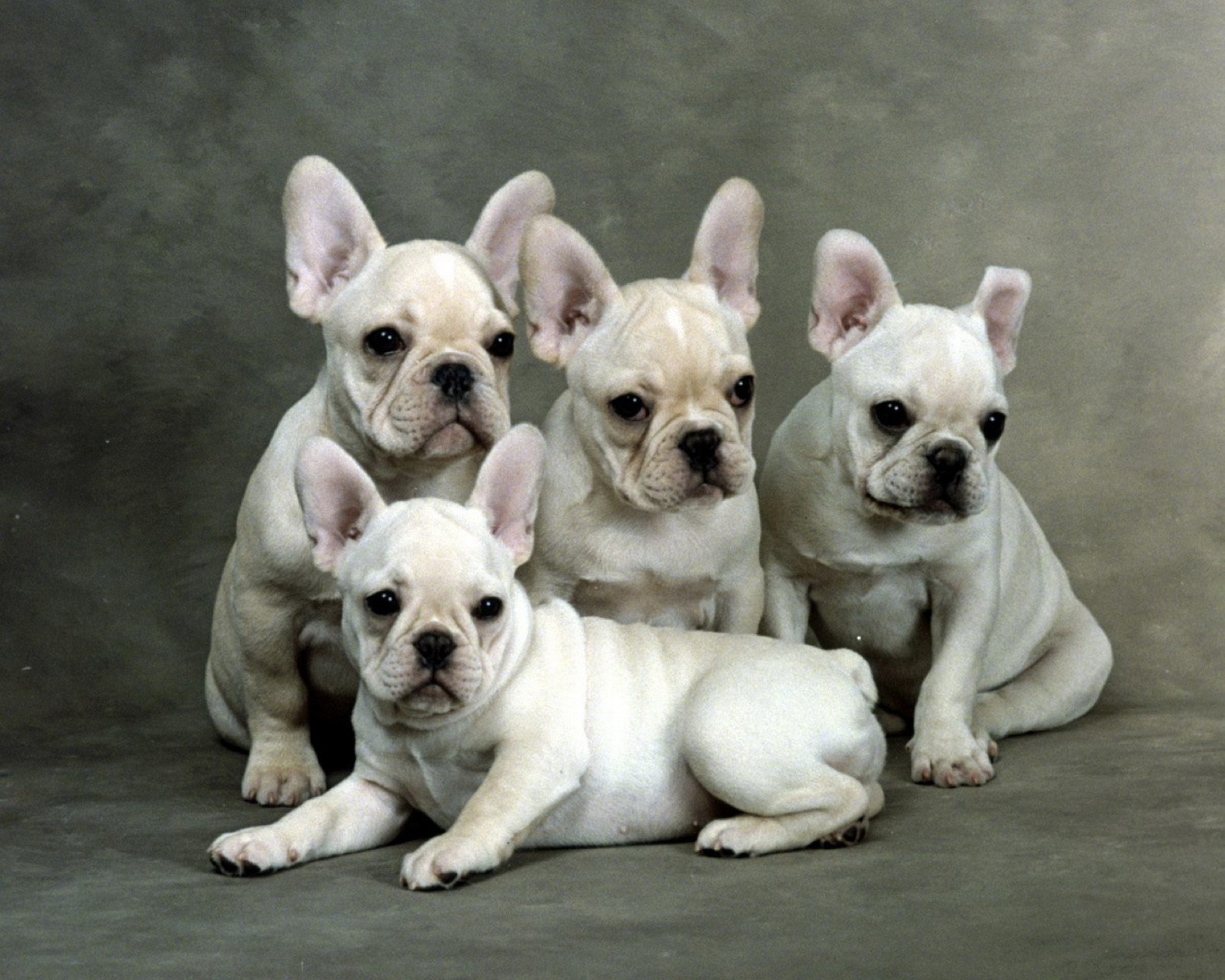 The White French Bulldogs Computer Wallpapers, Desktop Backgrounds