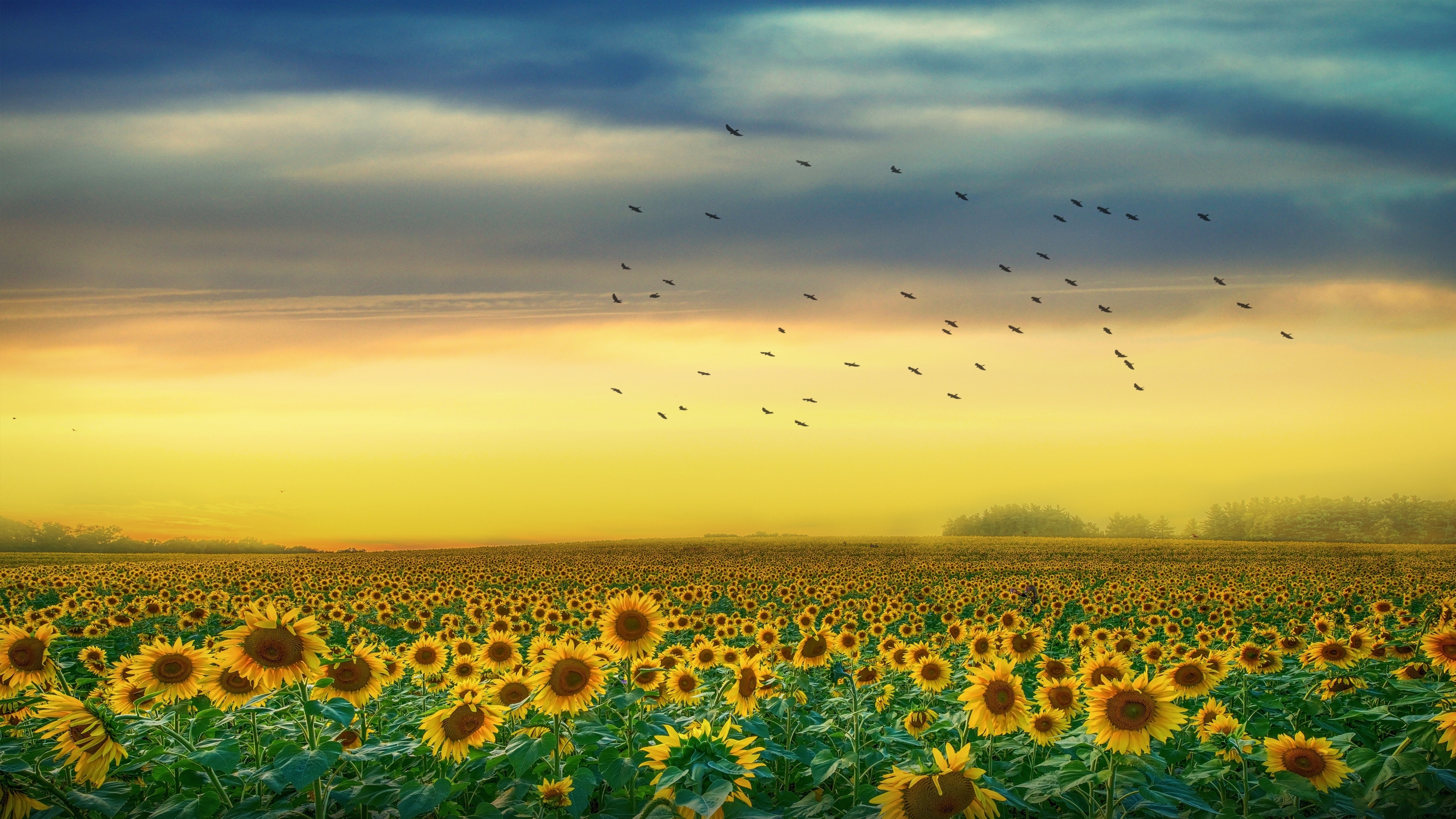 Wallpaper Sunflower Field Background