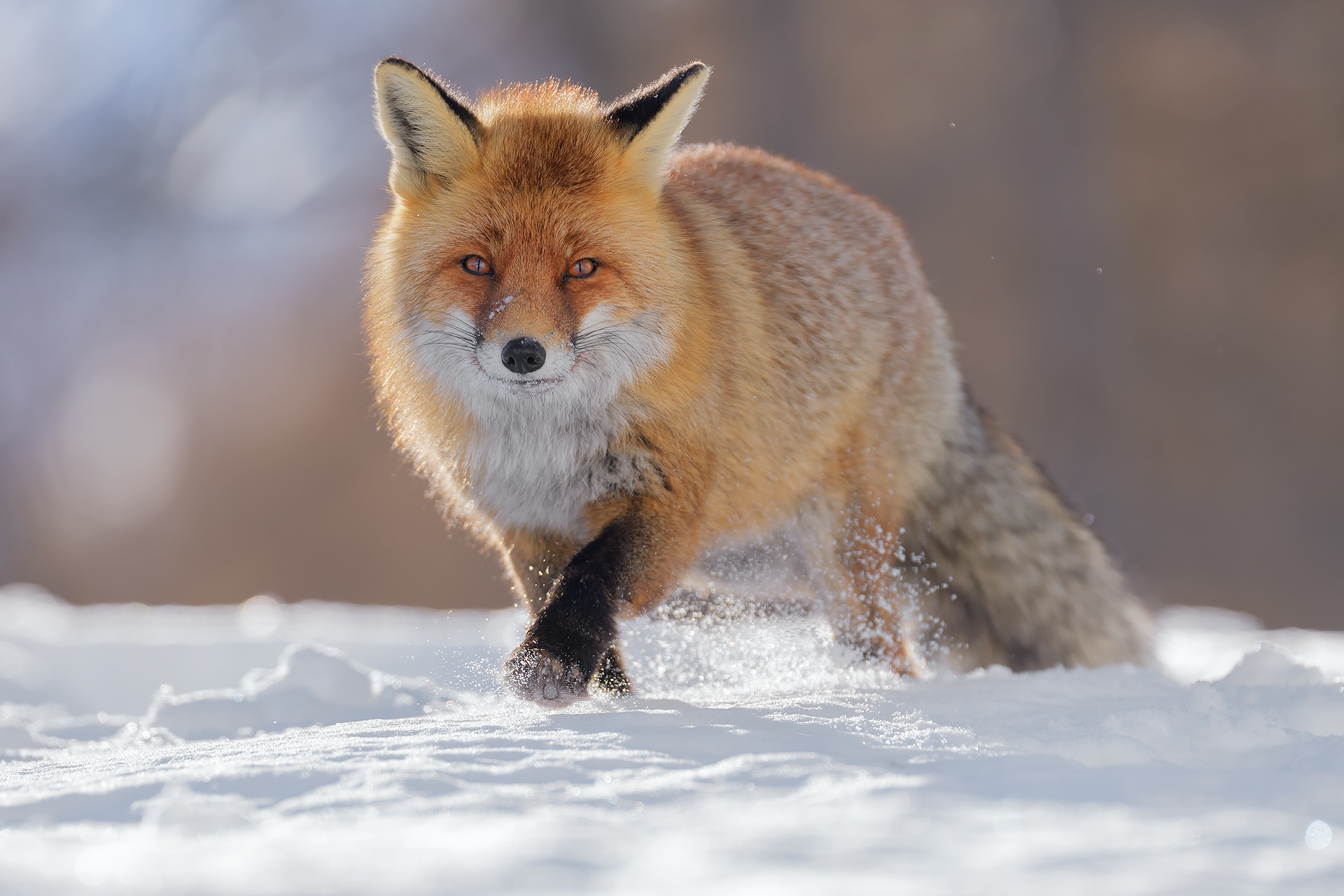 Download Snow Animal Fox HD Wallpaper