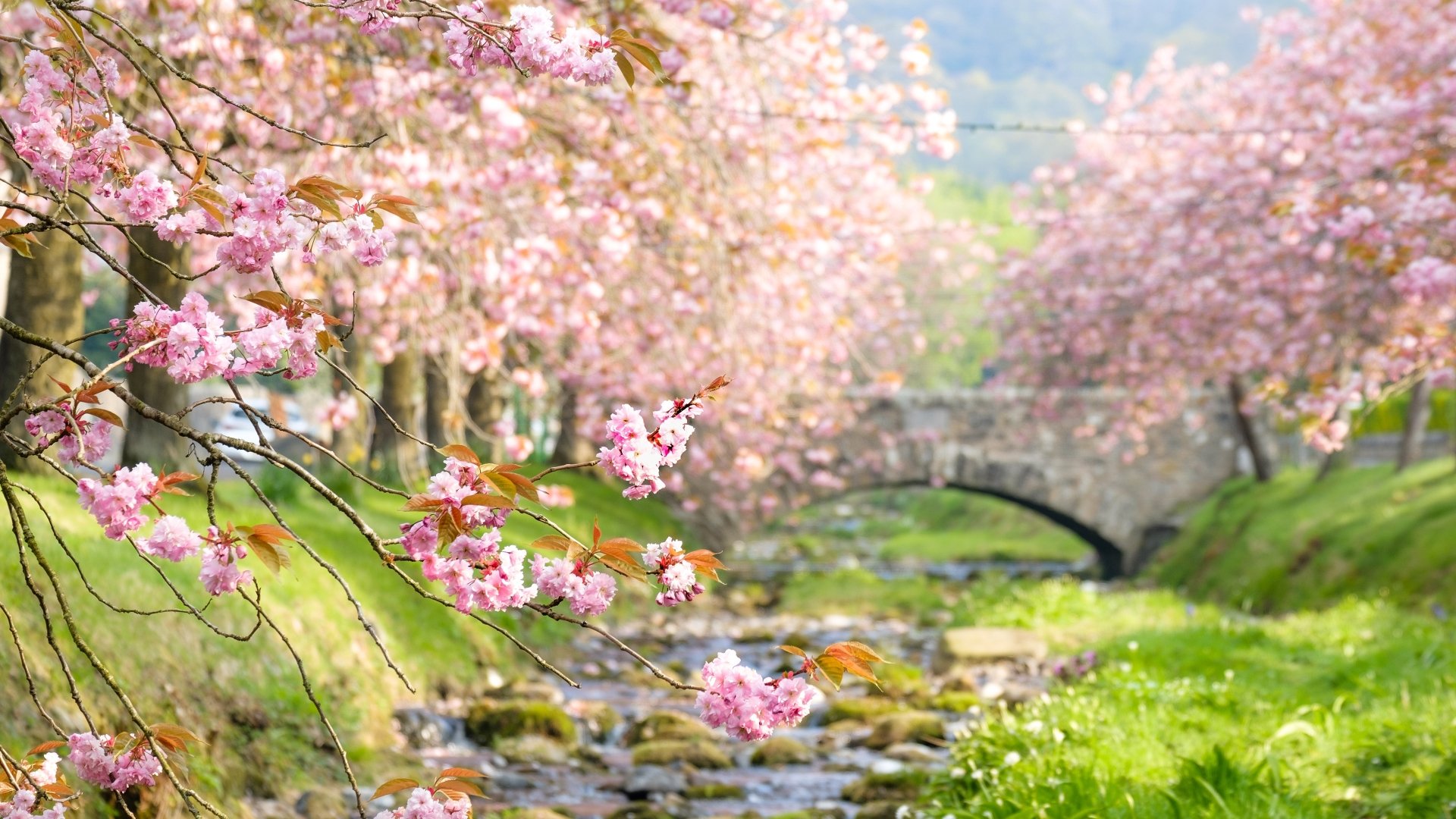 Cherry Blossom Trees 4k Ultra HD Wallpaper | Background Image