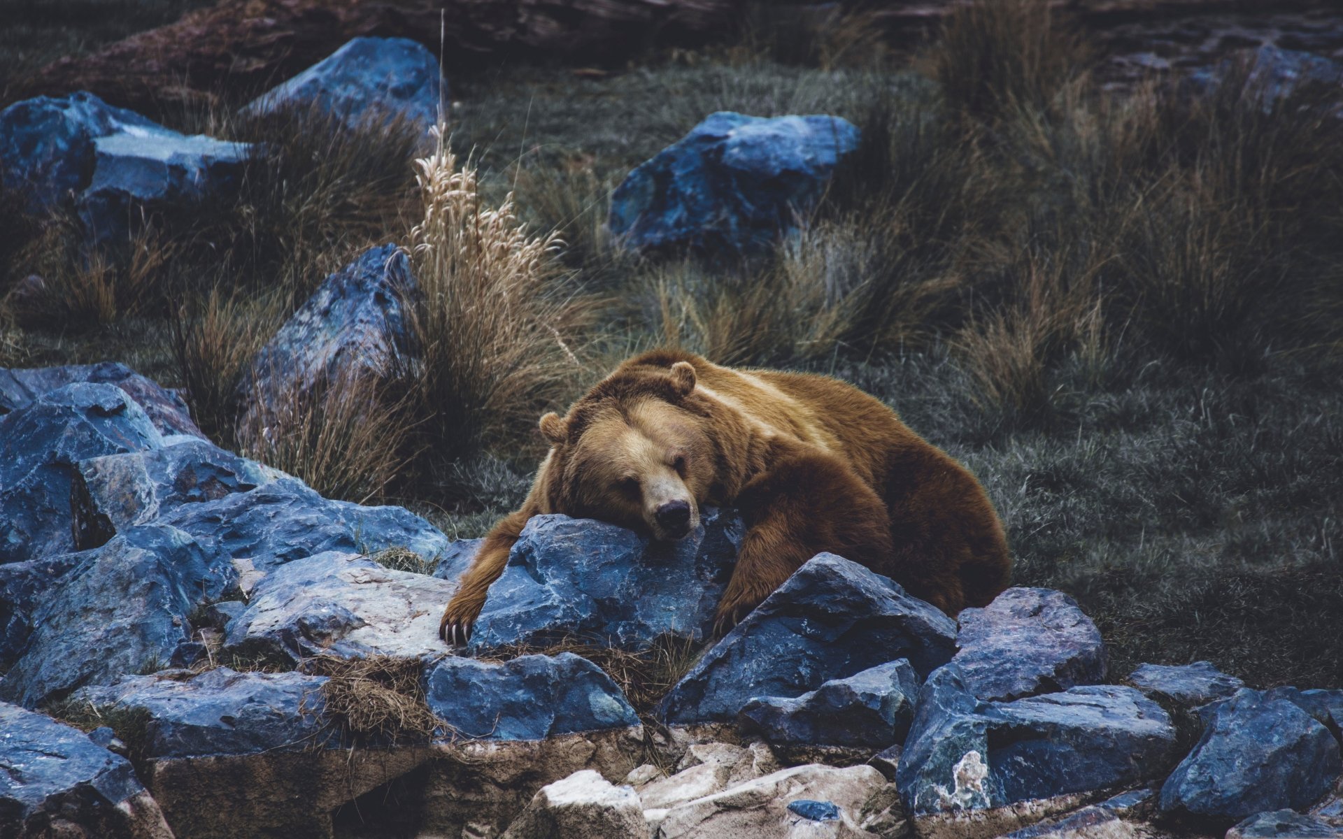 A bear resting among rocks and grass in a natural setting, captured in stunning 4K Ultra HD detail for a vivid PC desktop wallpaper.