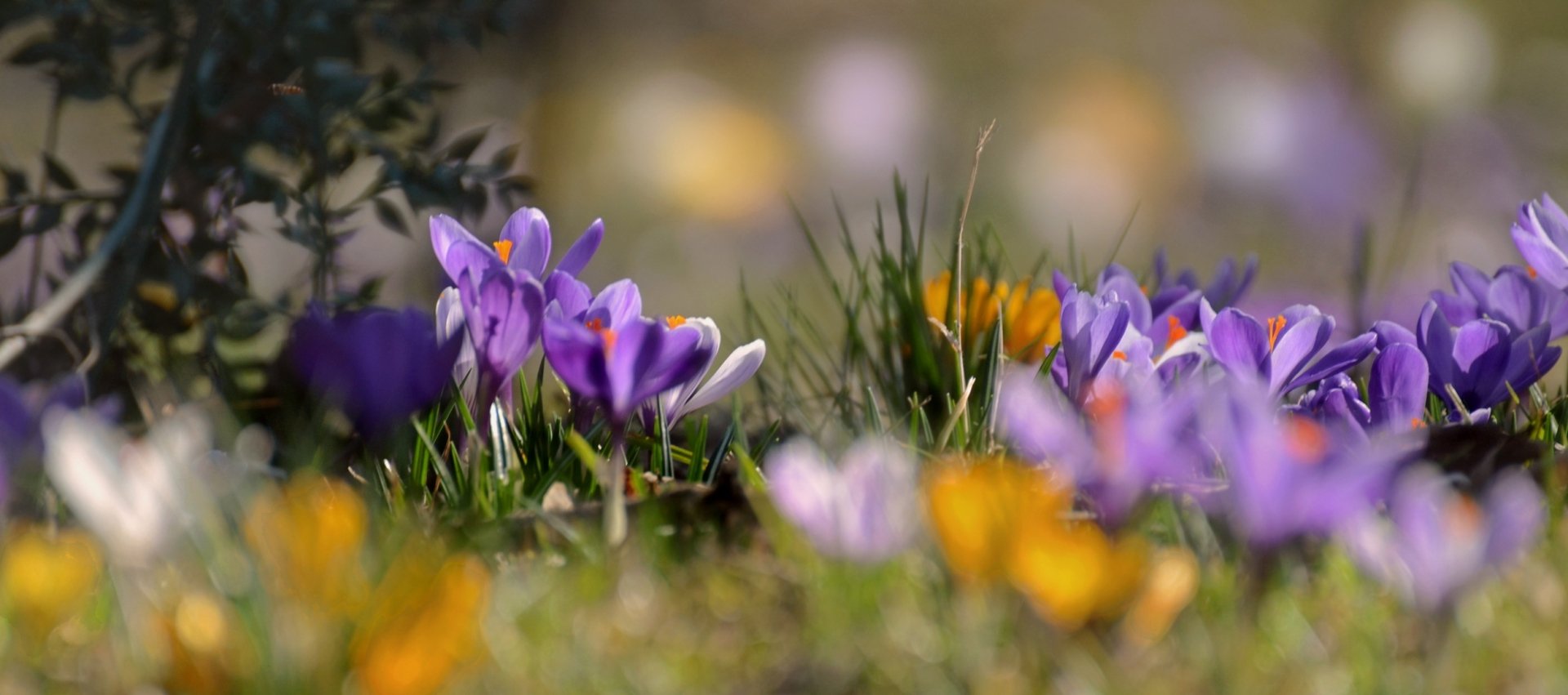 Nature Crocus Hd Wallpaper