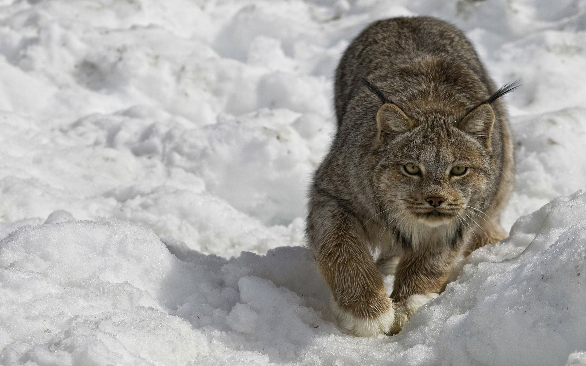 Download Snow Winter Animal Lynx 4k Ultra HD Wallpaper