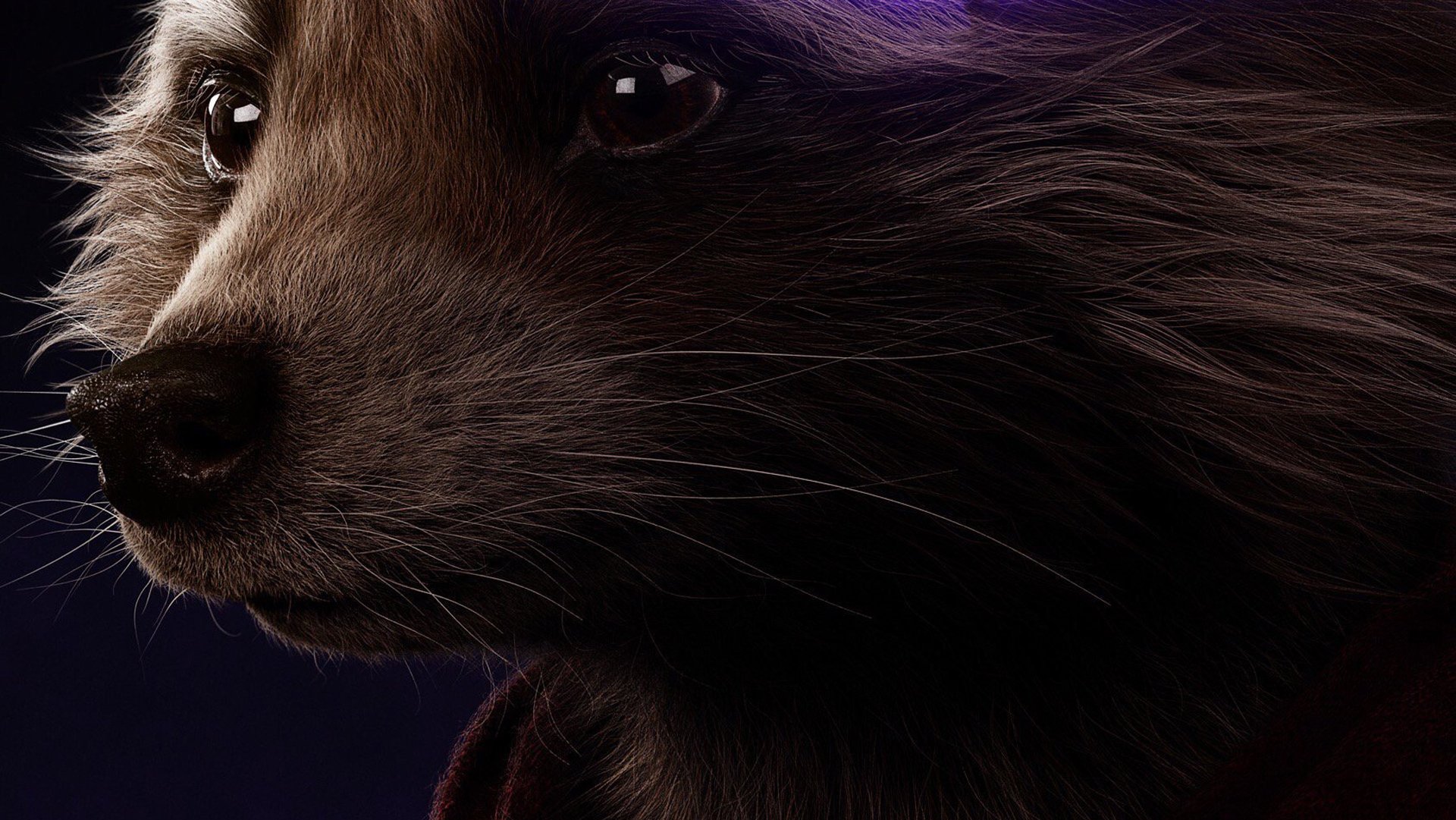 A high-definition desktop wallpaper featuring a detailed close-up of Rocket Raccoon from the movie Avengers: Endgame.