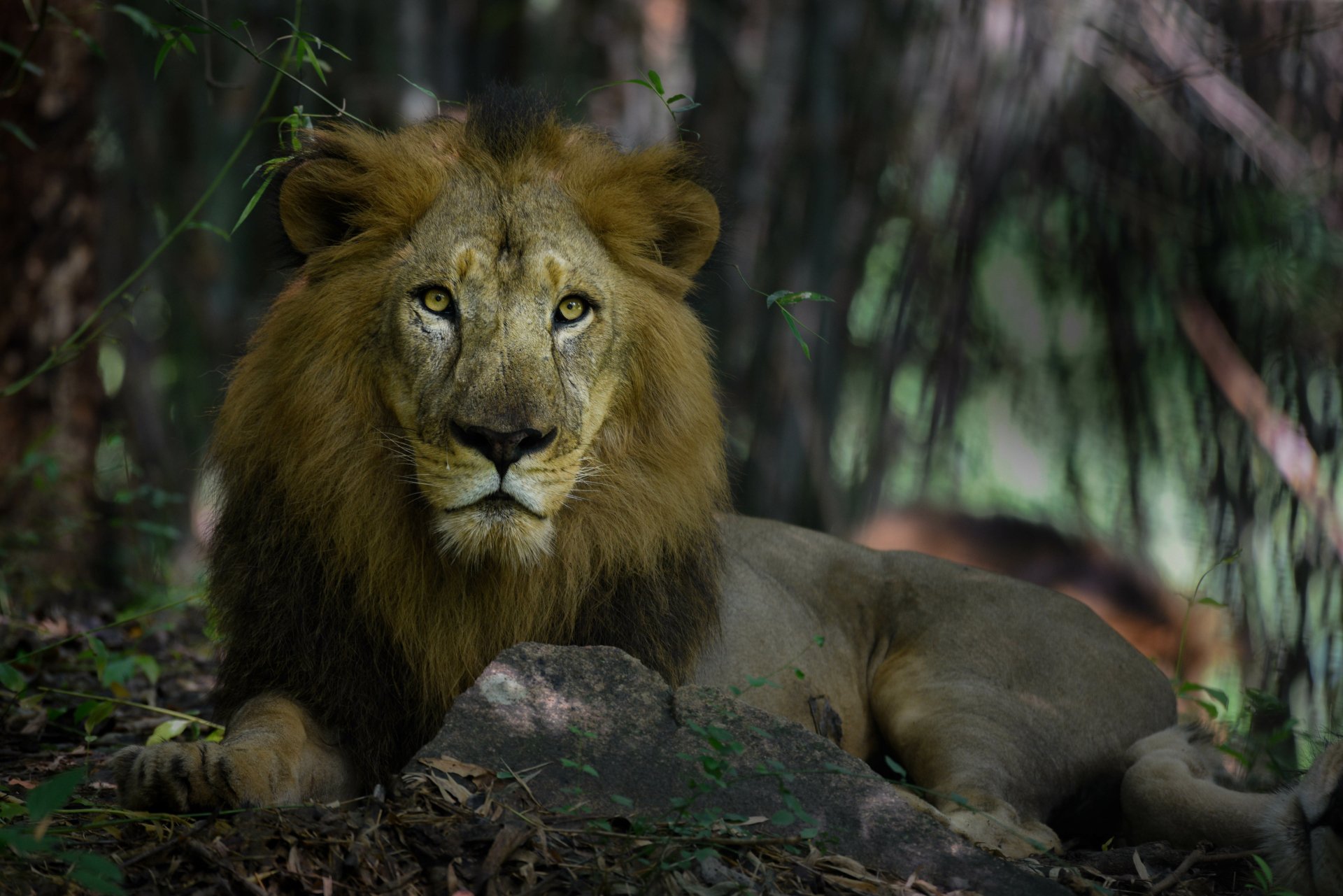 Majestic lion resting in shaded foliage — 4K Ultra HD animal PC desktop wallpaper and background.