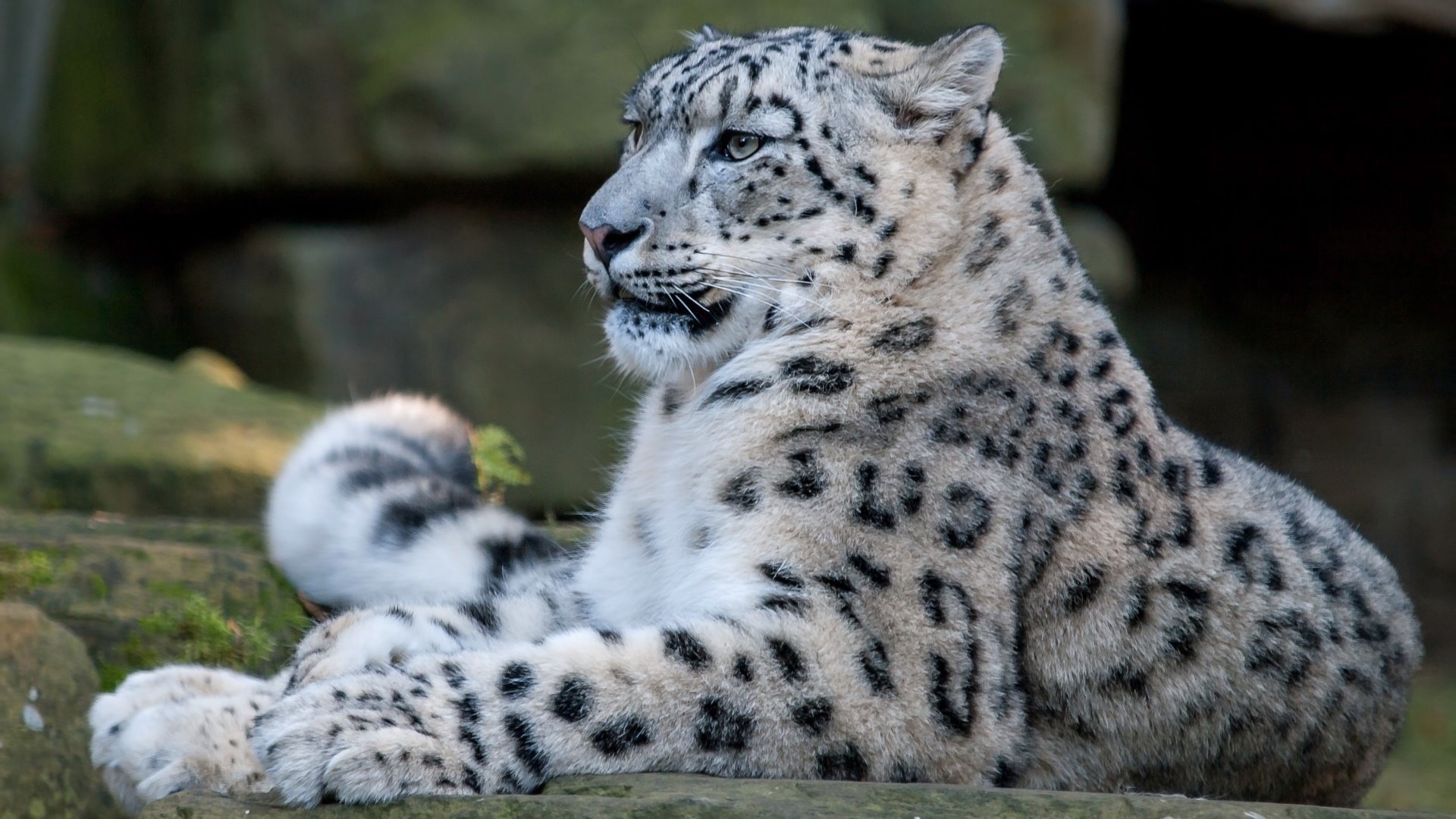 Download Animal Snow Leopard HD Wallpaper