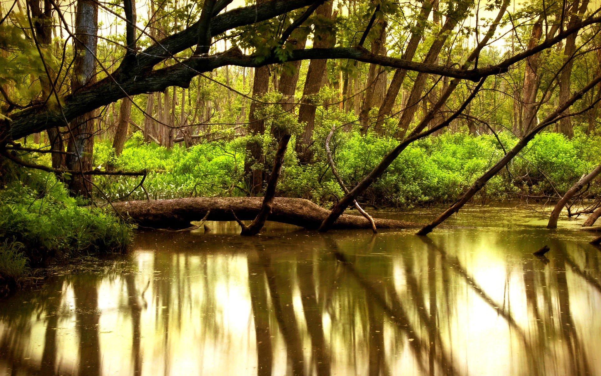 A serene nature scene featuring trees reflected in calm water, surrounded by lush greenery. This HD desktop wallpaper brings the beauty of the outdoors to your screen.