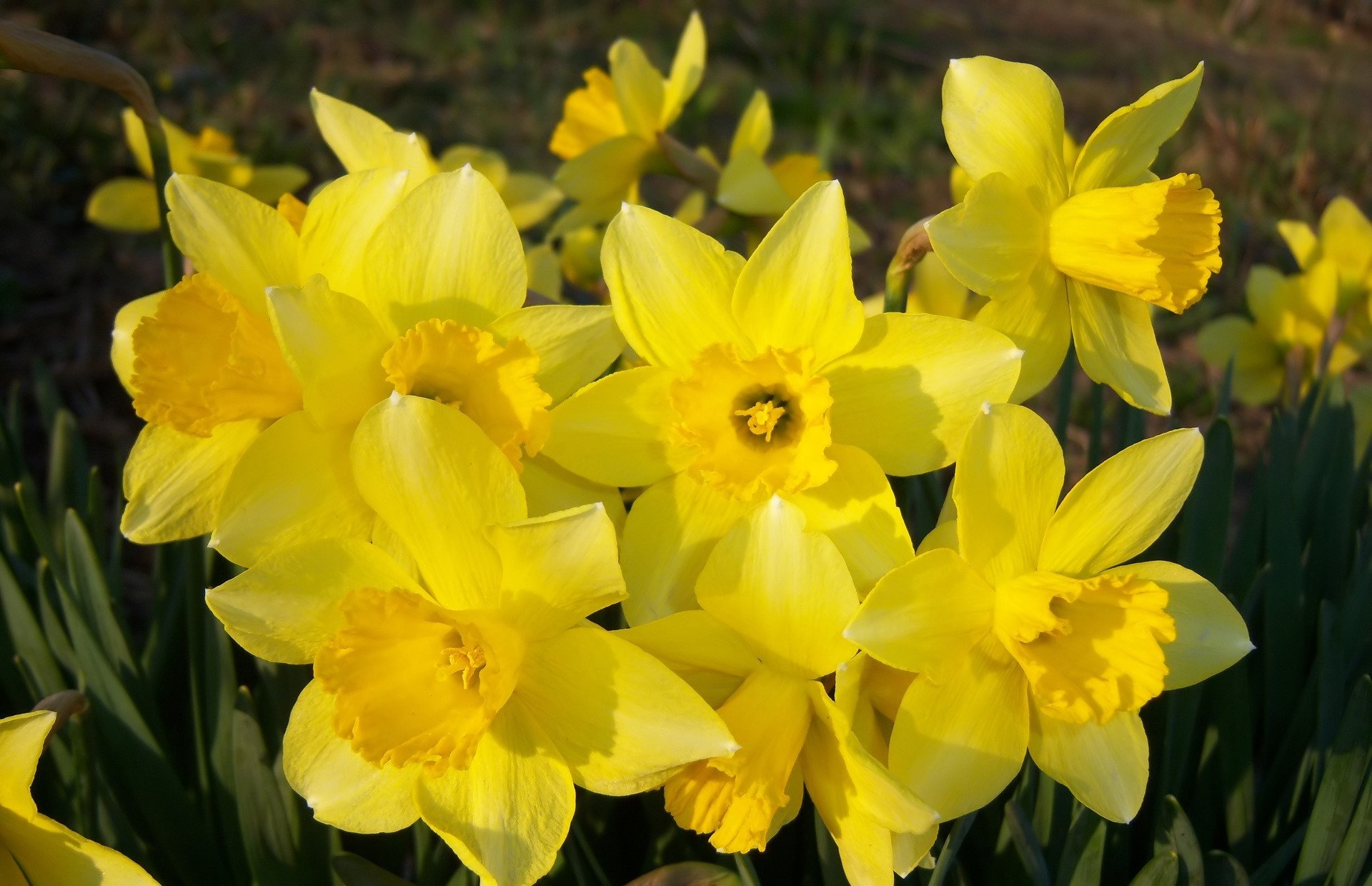 Download Nature Daffodil HD Wallpaper by Meduzanol