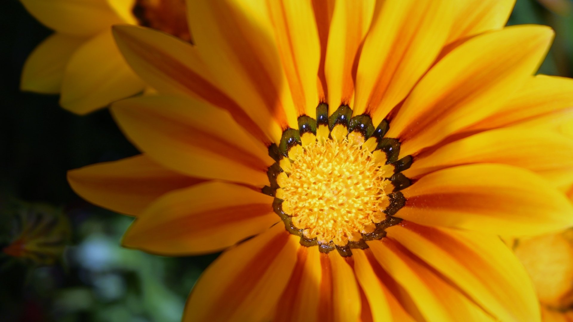 Download Yellow Flower Flower Nature Gazania 4k Ultra HD Wallpaper