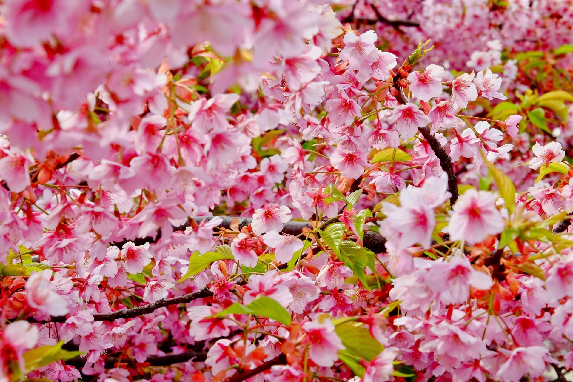 Download Pink Flower Flower Nature Blossom 4k Ultra HD Wallpaper ...