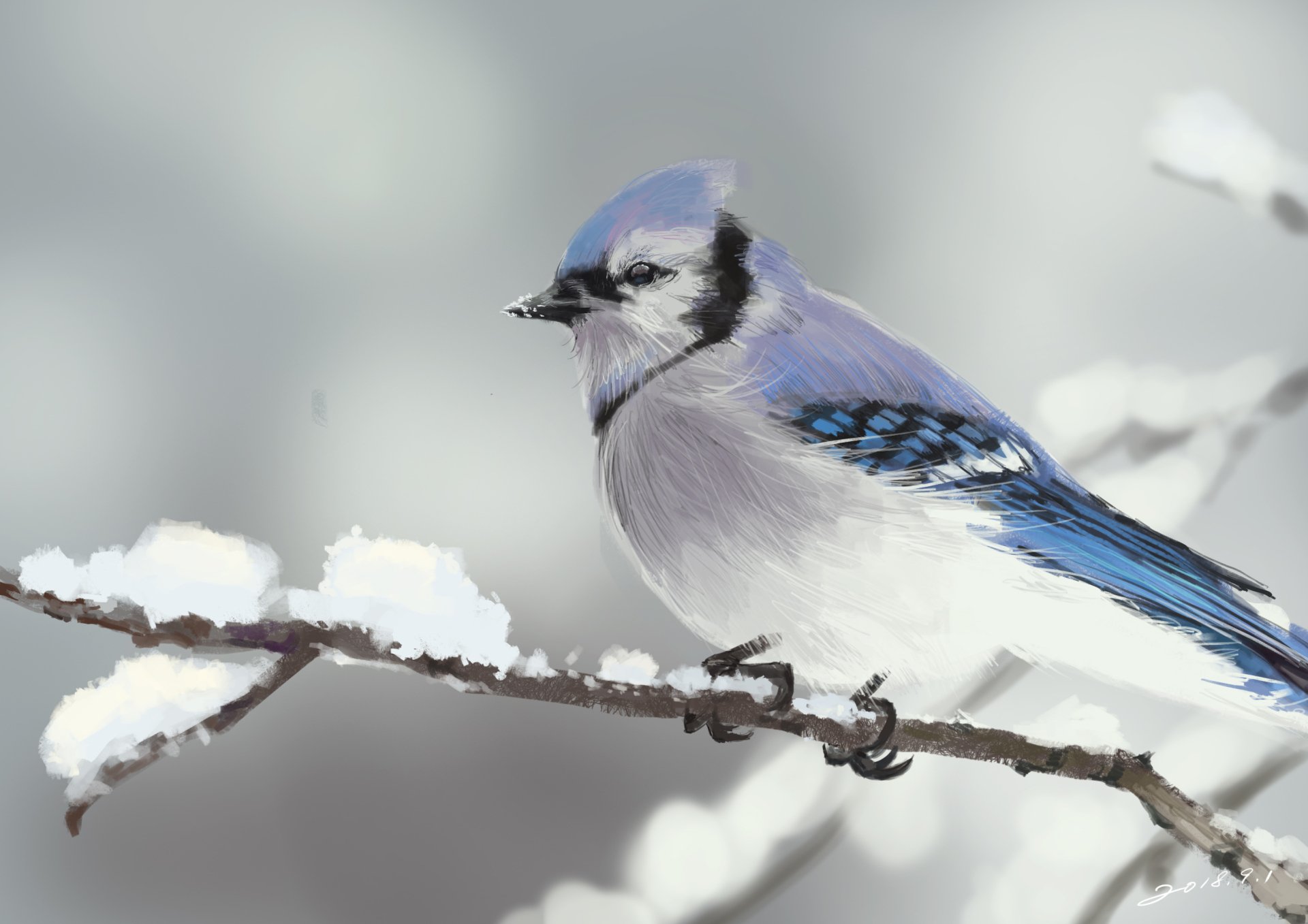 Blue Jay HD Wallpaper by 小半みるく