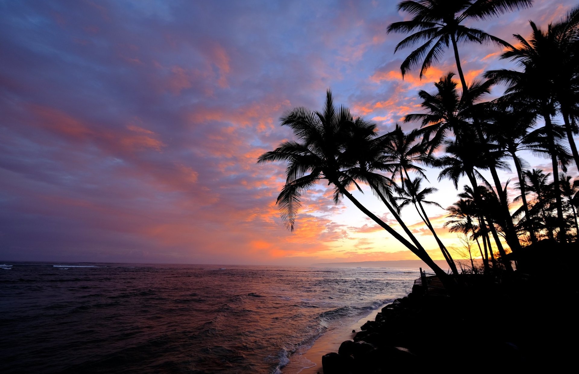 Download Palm Tree Horizon Nature Ocean Tree HD Wallpaper