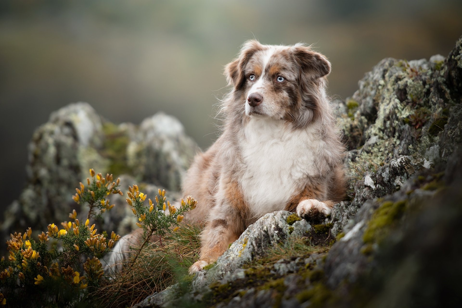 Australian Shepherd HD Wallpaper | Background Image | 2048x1365