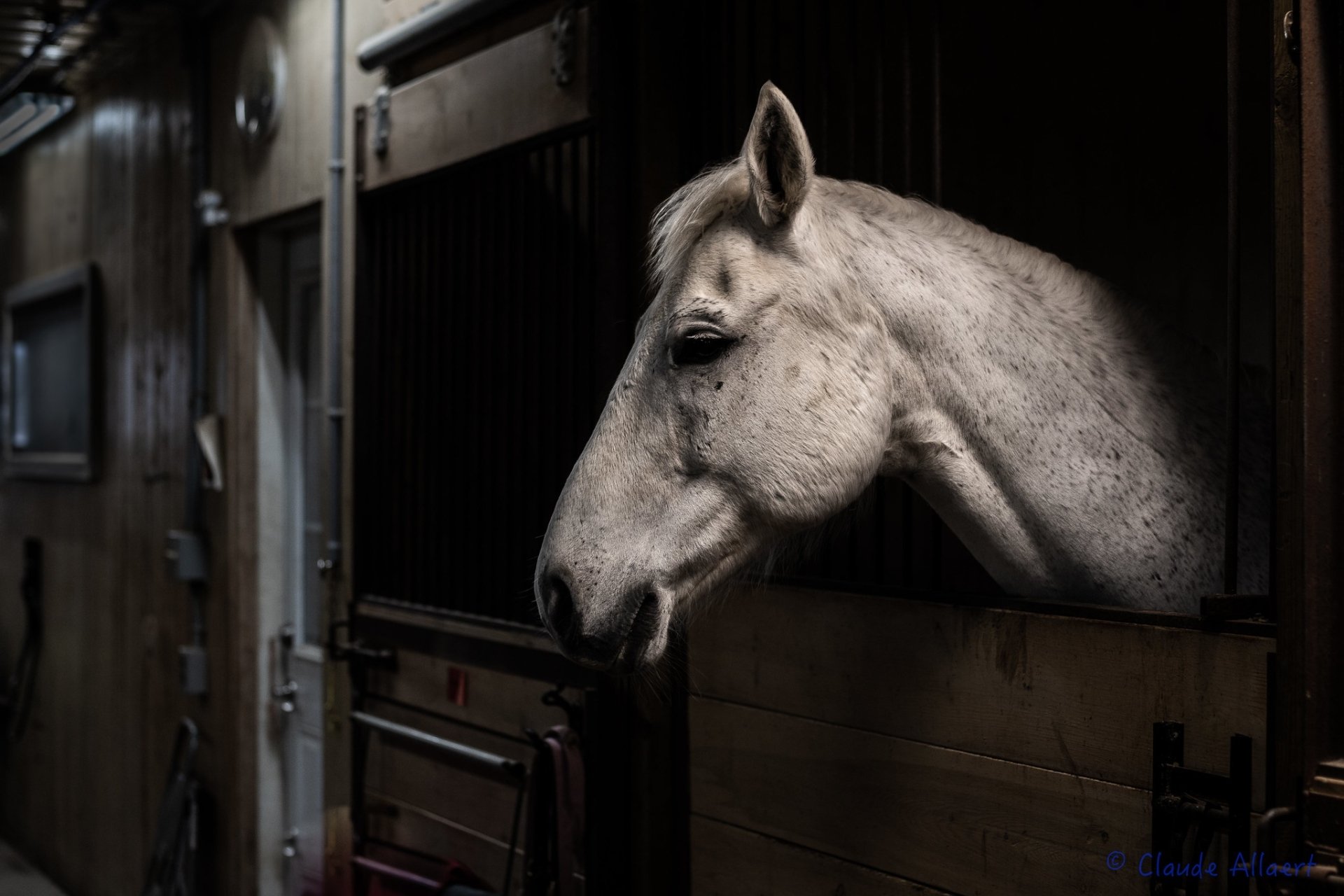HD PC desktop wallpaper featuring a close-up of a white horse's head inside a dimly lit stable, highlighting the animal's calm and graceful profile.