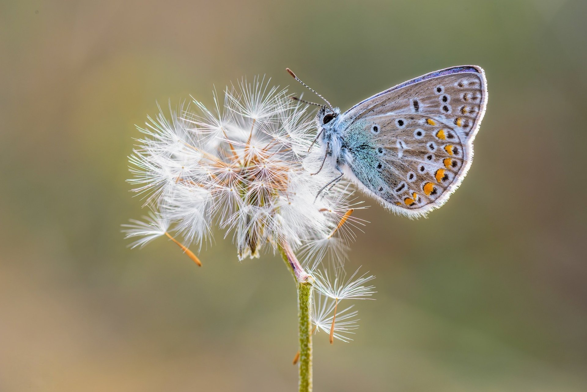 Delicate Butterfly on Dandelion | Stunning Macro HD Wallpaper ...