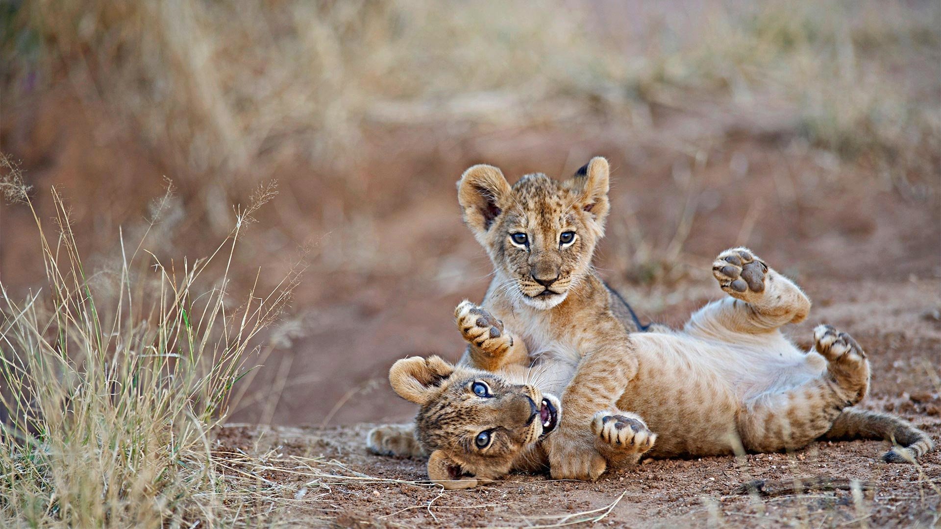 Two playful lion cubs resting on the ground in a natural setting, captured in a high-definition PC desktop wallpaper showcasing baby animals.