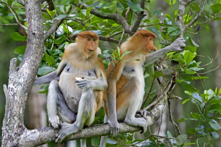 monkey Animal proboscis monkey HD Desktop Wallpaper | Background Image