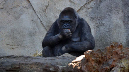 A gorilla sitting thoughtfully on a rock in a zoo enclosure, captured in high definition for a PC desktop wallpaper background.