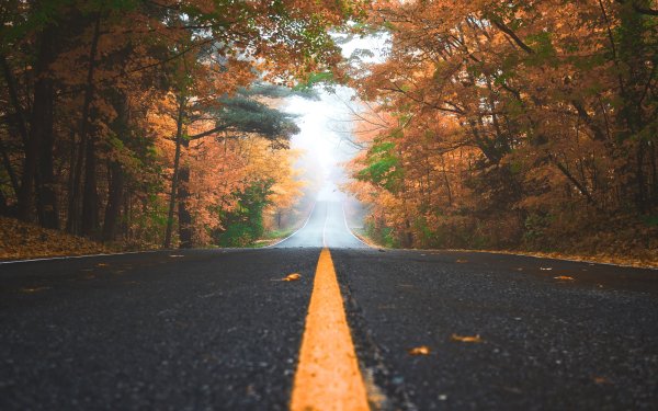 Man Made Road Nature Fall HD Wallpaper | Background Image