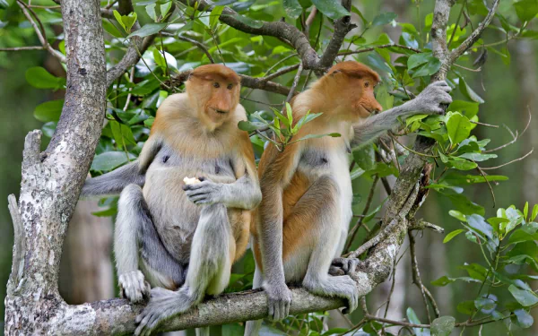 monkey Animal proboscis monkey HD Desktop Wallpaper | Background Image
